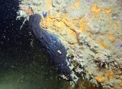 Phallusia fumigata