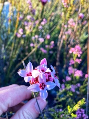 Sonderothamnus speciosus