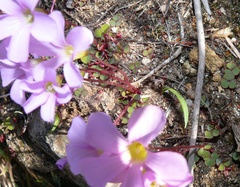 Oxalis commutata commutata