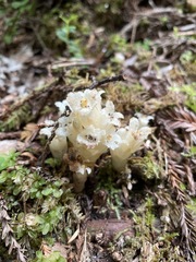 Pityopus californicus