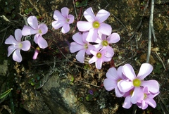 Oxalis commutata commutata