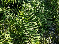 Gleichenia polypodioides