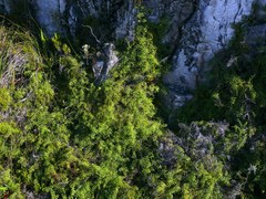 Gleichenia polypodioides