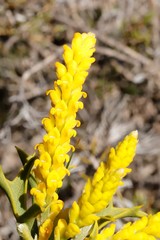 Synaphea spinulosa