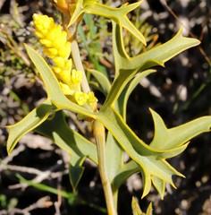 Synaphea spinulosa