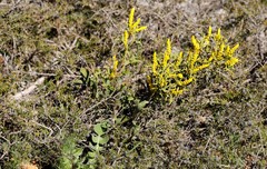 Synaphea spinulosa