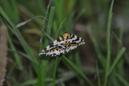 Abraxas grossulariata