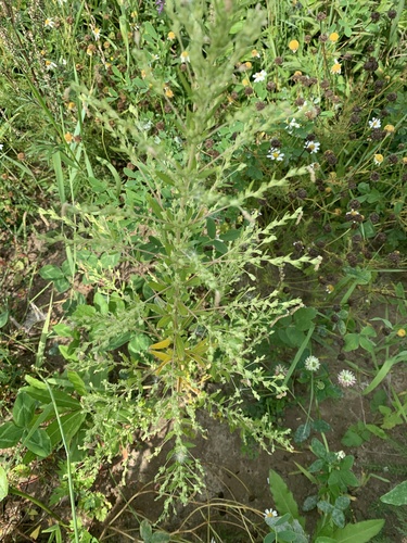 Axyris amaranthoides iNat (3)