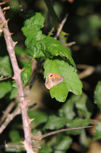 Pyronia tithonus