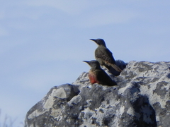 Geocolaptes olivaceus