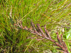 Struthiola macowanii