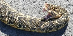 Bitis arietans arietans