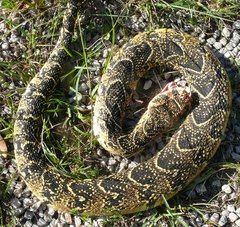 Bitis arietans arietans
