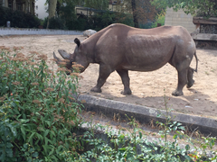 Rhinocerotidae