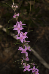 Boronia hapalophylla