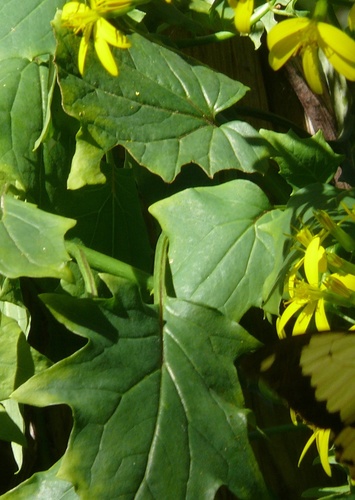 Senecio tamoides