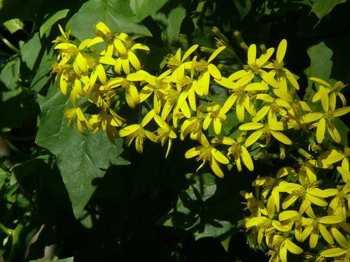 Senecio tamoides