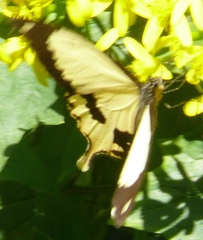 Papilio dardanus cenea