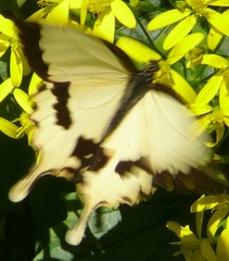 Papilio dardanus cenea