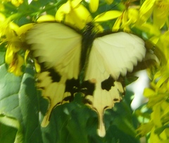 Papilio dardanus cenea
