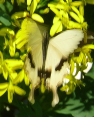 Papilio dardanus cenea