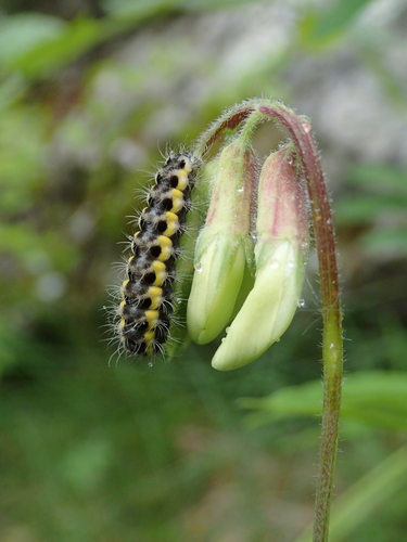 Zygaena osterodensis