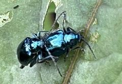 Hemipyxis flaviabdominalis