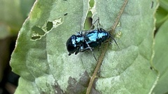 Hemipyxis flaviabdominalis