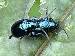 Hemipyxis flaviabdominalis
