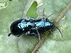 Hemipyxis flaviabdominalis