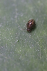 Allacma fusca