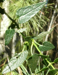 Stachys thunbergii