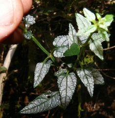 Stachys thunbergii