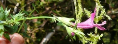 Stachys thunbergii