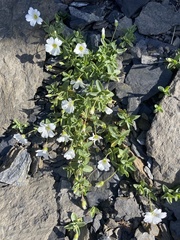 Cerastium latifolium