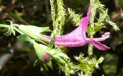 Stachys thunbergii