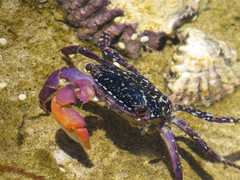 Metopograpsus