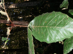 Trichocladus crinitus