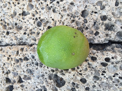Casimiroa