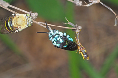 Nomada australensis