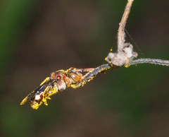 Nomada australensis