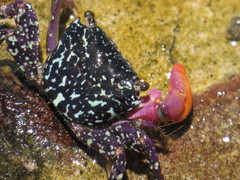 Metopograpsus