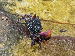 Metopograpsus