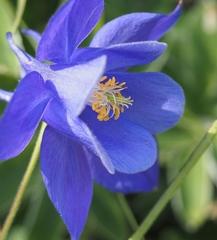 Aquilegia pyrenaica
