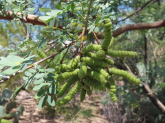 Prosopis pubescens