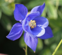 Aquilegia pyrenaica