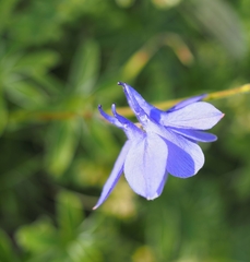 Aquilegia pyrenaica