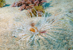 Pachycerianthus