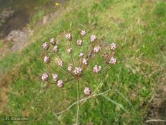 Carum verticillatum