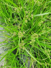Cyperus fuscus